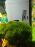 Blue Dream garnalen, Kreeft, Krab of Garnaal, Zoetwatervis