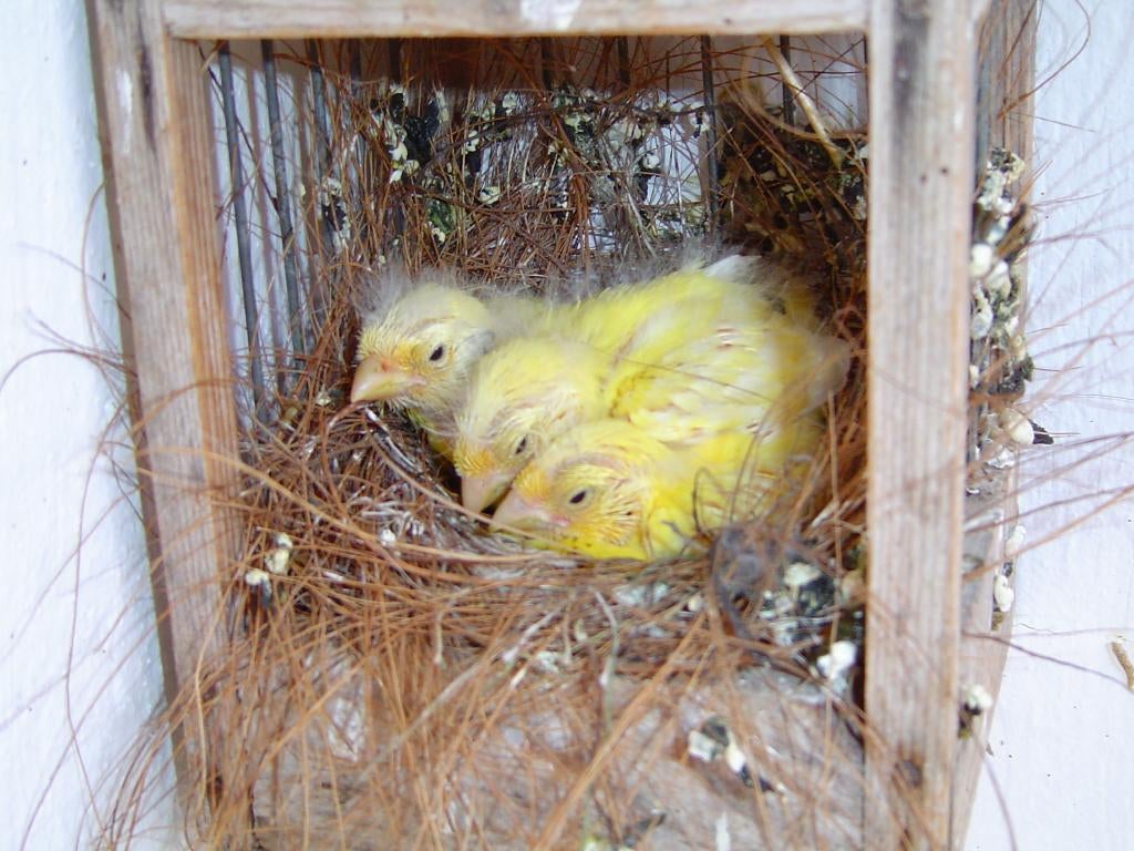 kanarie, Dieren en Toebehoren, Vogels | Kanaries, Kleurkanarie, Meerdere dieren