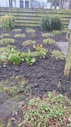 Tuinman aangeboden, Vacatures, Profielen | Man/Vrouw zoekt werk, Overige vormen