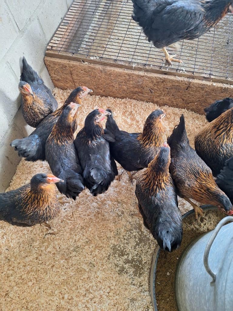 Legkippen, Dieren en Toebehoren, Pluimvee, Vrouwelijk, Kip