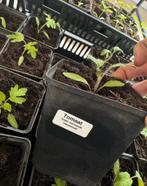 Bio tomaten plant vleestomaat ‘super marmande’, Ophalen, Minder dan 100 cm, Overige soorten, Zomer