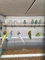 Grasparkieten, Meerdere dieren, Parkiet