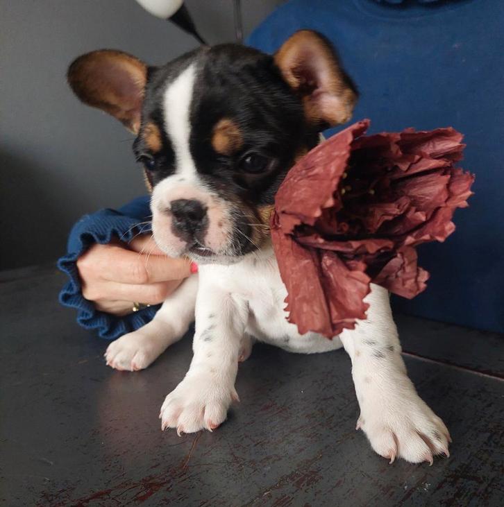 Franse Bulldog pups,6 weken oud., Dieren en Toebehoren, Honden | Jack Russells en Terriërs, Meerdere dieren, Overige rassen, Particulier
