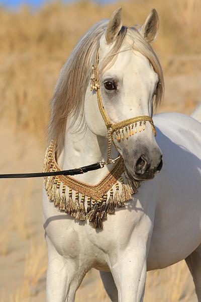 Arabisch showhalster, volbloed Arabier, Dieren en Toebehoren, Ophalen of Verzenden, Nieuw, Overige soorten
