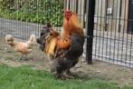 Broedeieren Brahma, Dieren en Toebehoren, Pluimvee, Geslacht onbekend, Kip