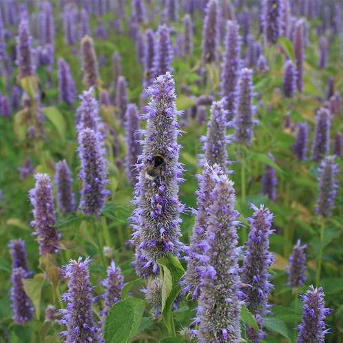 02 / Zaden Dropplant - Agastache foeniculum - blauw bio, Tuin en Terras, Planten | Tuinplanten, Overige soorten, Volle zon, Zomer