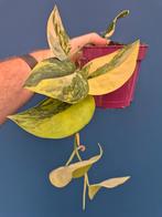 Scindapsus Jade Satin Aurea p12 (3)