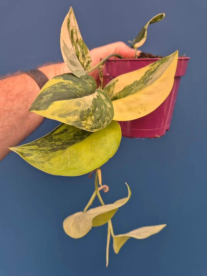 Scindapsus Jade Satin Aurea p12 (3), Huis en Inrichting, Kamerplanten, Minder dan 100 cm, Halfschaduw, Ophalen of Verzenden