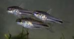 Nieuw binnen!!! Corydoras Pygmaeus!!!, Dieren en Toebehoren, Vis, Zoetwatervis