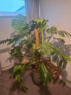 Grote Monstera Deliciosa, Ophalen, Overige soorten, Halfschaduw, In pot