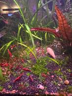 Red Cherry/Sakura Red/Bloody Mary neocarindina garnalen., Dieren en Toebehoren, Vissen | Aquariumvissen, Kreeft, Krab of Garnaal