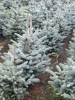 kerstbomen, Ophalen, Overige soorten, Volle zon