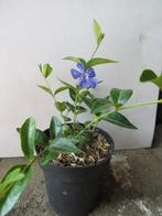 Vinca minor, maagdenpalm, bodembedekkers, Bodembedekkers, Vaste plant, Ophalen of Verzenden, Halfschaduw