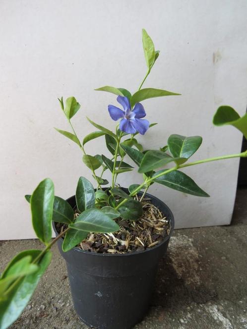 Vinca minor, maagdenpalm, bodembedekkers, Tuin en Terras, Planten | Tuinplanten, Vaste plant, Bodembedekkers, Halfschaduw, Lente