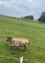 2 overjarige rammen, Dieren en Toebehoren, Schapen, Geiten en Varkens, Mannelijk, Schaap