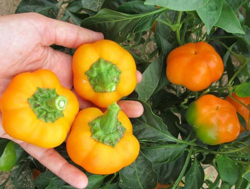 Snack tomaat paprika Geel zaden, Tuin en Terras, Bloembollen en Zaden, Zaad, Verzenden