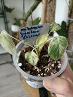 Philodendron giganteum blizzard, Ophalen of Verzenden, Overige soorten, Minder dan 100 cm