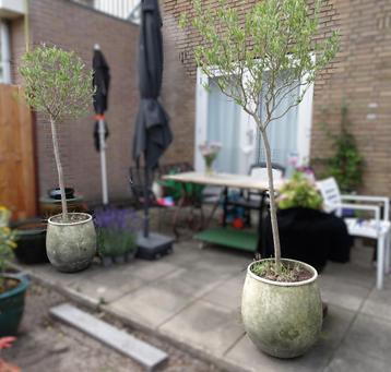 2 stuks olijfbomen boom met pot in goede staat HOOG - 200 cm beschikbaar voor biedingen