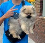 Pommeriaan, Dieren en Toebehoren, Keeshond, 15 weken tot 1 jaar, Reu, CDV (hondenziekte)