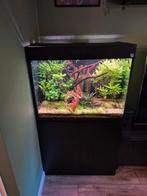 Trofis colisa aquarium 200l, Dieren en Toebehoren, Vissen | Aquaria en Toebehoren, Ophalen, Zo goed als nieuw, Gevuld zoetwateraquarium