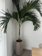Palm boom, binnen plant, binnenhuis palmboom, Huis en Inrichting, Woonaccessoires | Kunstplanten en Kunstbloemen, Ophalen of Verzenden