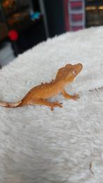 0.0.1 rode wimpergekko te koop!, Dieren en Toebehoren, Reptielen en Amfibieën, Hagedis, Tam, 0 tot 2 jaar