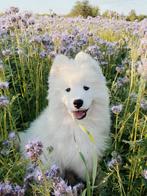 Samojed pups te koop met stamboom FCI na kampioen samojeed, Dieren en Toebehoren, Overige rassen, CDV (hondenziekte), 8 tot 15 weken