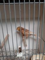 Koppel Phaeo kanaries, Dieren en Toebehoren, Vogels | Kanaries, Meerdere dieren, Kleurkanarie