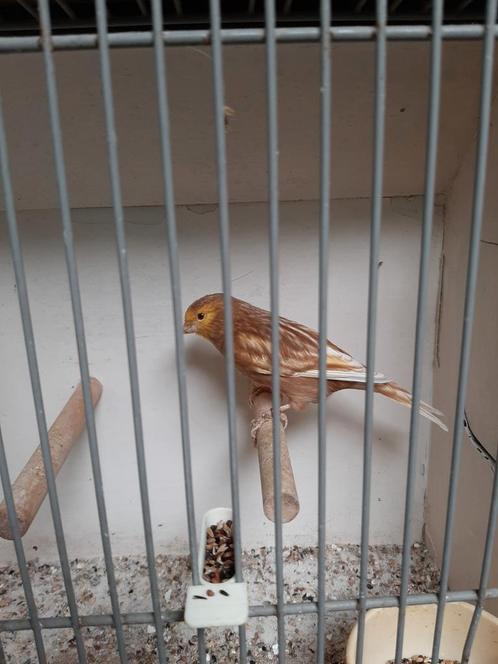 Koppel Phaeo kanaries, Dieren en Toebehoren, Vogels | Kanaries, Kleurkanarie, Meerdere dieren