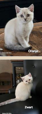Britse korthaar kittens 100% zuiver ras, Dieren en Toebehoren, Katten en Kittens | Raskatten | Korthaar, Meerdere dieren, Gechipt