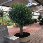 Halve wijnvaten, compleet voorzien van planten geplaatst, Ophalen of Verzenden, Nieuw, Hout