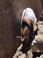 Dekbok, Dieren en Toebehoren, Schapen, Geiten en Varkens, Schaap