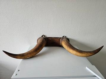 Stierenhoorns bullbar beschikbaar voor biedingen
