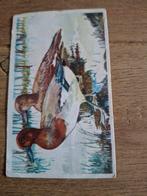 Oude Vogelplaatjes - "Hoe heet die Vogel?", Ophalen of Verzenden, Gelezen, Van Delft, Plaatjesalbum