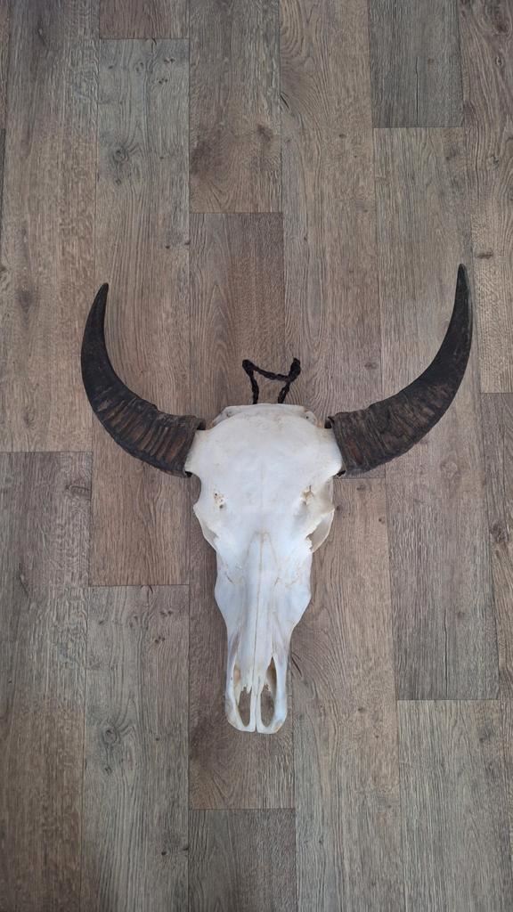 Decoratieve Waterbuffel Schedel, Antiek en Kunst, Curiosa en Brocante, Ophalen