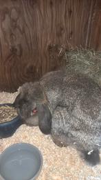 Lieve nhd voedster, Dieren en Toebehoren, Konijnen, Vrouwelijk, Dwerg