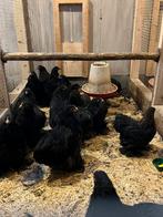 Cochin kriel kippen HENNEN! Ingeent, Dieren en Toebehoren, Pluimvee, Vrouwelijk, Kip