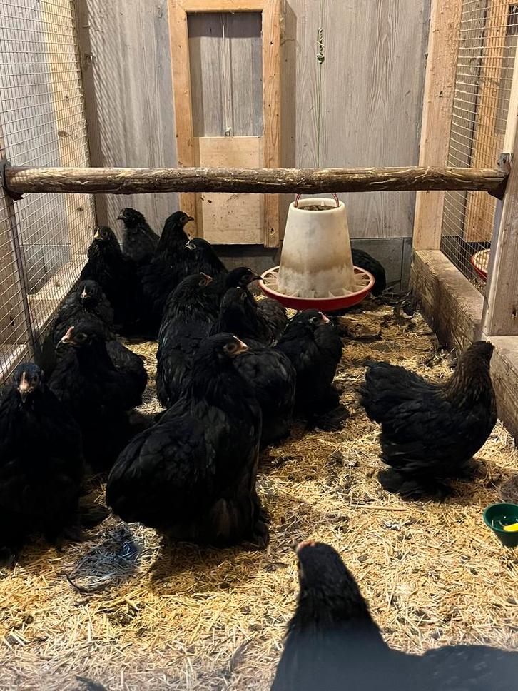 Cochin kriel kippen HENNEN! Ingeent, Dieren en Toebehoren, Pluimvee, Kip, Vrouwelijk