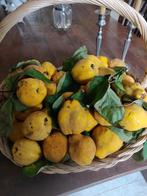 Verse biologische kweeperen, Ophalen