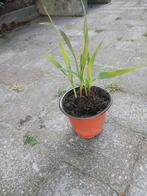 Mais Glass Gem, Tuin en Terras, Planten | Tuinplanten, Ophalen, Volle zon, Groenteplanten, Eenjarig