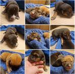 Hollandse Herder x Mechelaar - Cattle Dog Pup, Parvo, 8 tot 15 weken, Meerdere, Meerdere dieren