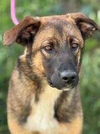 Argon, een sociale, vrolijke, actieve pup..., Particulier, Rabiës (hondsdolheid), 15 weken tot 1 jaar, Reu