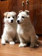 Reu Snowy en teef Milka zoeken nieuwe familie, Particulier, Rabiës (hondsdolheid), 15 weken tot 1 jaar, Overige rassen