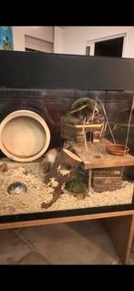Hamster terrarium, hamsterbak glas, hamster kooi glas, Dieren en Toebehoren, Knaagdieren en Konijnen | Hokken en Kooien, Kooi