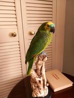 Blauwvoorhoofd Amazone Opgezette taxidermie papegaai vogel, Verzamelen, Ophalen of Verzenden, Nieuw, Vogel, Opgezet dier