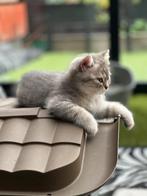 Volle Brits korthaar kittens  €550, Dieren en Toebehoren, Katten en Kittens | Raskatten | Korthaar, Poes, Ontwormd, 0 tot 2 jaar