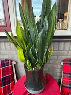 Sanseveria in pot, Huis en Inrichting, Kamerplanten, Ophalen, In pot, Halfschaduw, 100 tot 150 cm