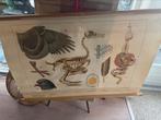 Oude Schoolplaat biologie, Ophalen of Verzenden, Natuur en Biologie
