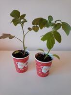 Tomatenplanten Principe Borghese, Tuin en Terras, Planten | Tuinplanten, Ophalen