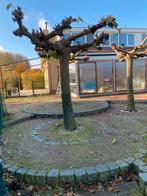 Prachtig grote volwassen dakplatanen, Ophalen, Zomer, Dakboom, 100 tot 250 cm